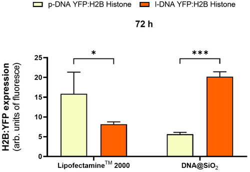 Figure 5. Quantification of H2B:YFP protein expression (mean fluorescence intensity) using LipofectamineTM 2000 and DNA@SiO2 system with p-DNA and l-DNA in HEK 293 cells. Data are shown as the mean ± SD of 3 experimental replicas (n = 10,000 cells/replica, t-test, *p < 0.05, and ***p < 0.001).