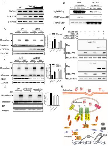 Figure 6. CDK5 negatively regulates the formation of MyD88 homodimers independent of its kinase activity.