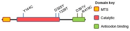 Figure 4 Sites of genetic mutations in HmtPheRS.
