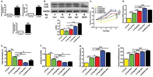 Figure 4. Overexpression of autophagy genes enhanced the protection of Morroniside on chondrocytes.