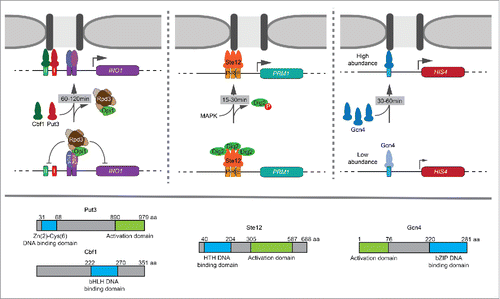 Figure 1. Multiple strategies in regulating transcription factor (TF)-mediated recruitment to the nuclear periphery over different time scales. Top: (Left) Put3 and Cbf1 bind to GRSI and GRSII respectively in the promoter of INO1 and mediate its recruitment to the nuclear periphery upon inositol starvation. These TFs are regulated by the local recruitment of Rpd3(L) histone deacetylase by transcriptional repressors Opi1 and Ume6. Repression is relieved between 60–120 min leading to peripheral localization and interchromosomal clustering of INO1. (Middle) Ste12 mediates the recruitment of PRM1 to the nuclear periphery upon mating pheromone stimulation. Ste12 is regulated downstream of DNA binding by MAPK phosphorylation of the inhibitor Dig2. Phosphorylation of Dig2 and the recruitment of PRM1 occurs rapidly between 15–30 min. (Right) Gcn4-mediated recruitment of HIS4 to the nuclear periphery is controlled by Gcn4 abundance. Gcn4 is translationally regulated. Through increased protein levels of Gcn4, maximal peripheral targeting occurs between 30–60 min. Bottom: Graphical depiction of TF domains. Put3 is a Zn+2 – binuclear cluster TF. Cbf1 is a basic helix-loop-helix TF. Ste12 is a helix-turn-helix TF. Gcn4 is a basic leucine zipper TF.