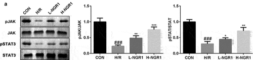 Figure 3. NGR1 activated the JAK2/STAT3 signaling pathway The protein expression of p-JAK2 and p-STAT3 was analyzed by Western blot. ###P < 0.001, VS CON group. *P < 0.05, **P < 0.01, ***P < 0.001, VS H/R group.
