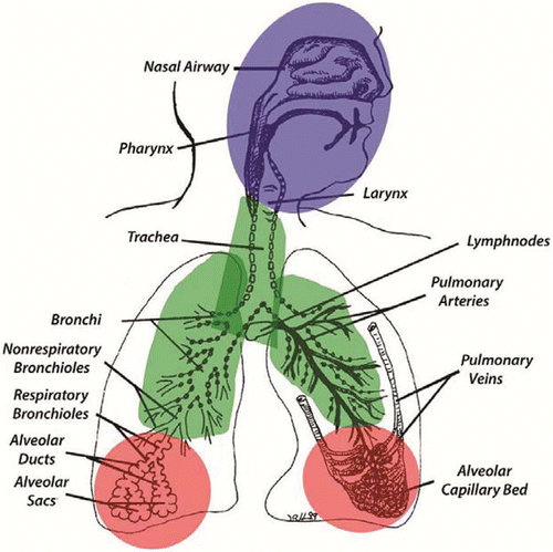 Figure 1 Human respiratory tract regions – associated with differences in particle-size specific deposition and clearance, and with differences in target tissue responses.(Citation89) (Drawing from Dr. Jack Harkema. Reproduced with permission from Environmental Health Perspectives.(Citation89)).
