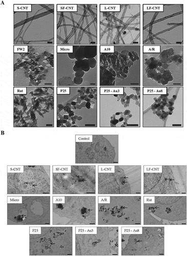 Figure 1. Transmission electron microscopy (TEM) images of particles and macrophages exposed to particles. (a) TEM images of the particles. Scale bar: 50 nm. (b) TEM images of RAW 264.7 macrophages exposed to 50 µg/mL of particles for 6 h. Scale bar: 500 nm. Black arrows point towards particles.