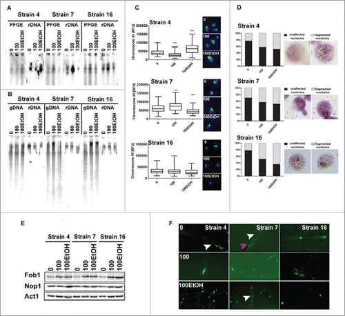 Figure 6. Generation- and ethanol-mediated changes in nucleolus state. (A, B) Southern blot analysis of rDNA level and length. Lanes 0: control conditions, lanes 100: 100 generations, lanes 100EtOH: 100 generations in the presence of 5% EtOH. PFGE: PFGE separation, gDNA: genomic DNA. (C) WCPP-based analysis of rDNA content (green). Results are presented as relative fluorescence units (RFUs). The box-and-whisker plots are shown, n = 3 ***p < 0.001, compared to the standard growth conditions (ANOVA and Dunnett's a posteriori test). Typical micrographs are also shown. DNA was visualized using DAPI staining (blue). (D) Silver staining of nucleolar organizer region-based analysis of nucleolus fragmentation. Fragmented nucleoli were scored [%]. (E) WB analysis of Fob1p and Nop1p contents. Anti-Act1p antibody served as a loading control. Lanes 0: control conditions, lanes 100: 100 generations, lanes 100EtOH: 100 generations in the presence of 5% EtOH. (F) Single chromosome comet assay of chromosome XII that contains rDNA locus. Typical micrographs are shown. DNA was visualized using YOYO-1 staining (green). White arrowheads indicate DNA breaks, whereas red arrowheads indicate abnormal replication intermediates.