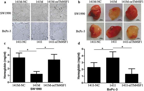 Figure 4. Hsa-miR-141 suppression of angiogenesis in vitro and in vivo. (a) Tube formation assay. HUVECs were re-suspended in 100 µl of conditioned media of SW1990-141M-oeTM4SF1, BxPc-3-141I, SW1990-141M, and BxPc-3-141I-siTM4SF1 cultures at a density of 2 × 105 cells per mL and added to 96-well plates precoated with Matrigel and grown for 18 h. Imagines were then taken and analyzed. Each experiment was performed in triplicate and repeated at least once, and the data are expressed as the mean ± s.d. (b) Nude mouse experiments. SW1990-141M-NC, SW1990-141M, SW1990-141M-oeTM4SF1, BxPc-3-141I-NC, BxPc-3-141I, and BxPc-3-141I-siTM4SF1 cells were suspended in Matrigel and DMEM and then subcutaneously injected into the flanks of each mouse (n = 3). At Day 15, tumor cell Matrigel plugs were removed from each mouse and photographed. (c) and (d) Drabkin method to assay hemoglobin level (see details in the methods section). The tumor cell Matrigel plugs were then subjected to the assay to obtain the hemoglobin level. The relative hemoglobin content was the hemoglobin level (mg) divided by the volume of each Matrigel plug (the mean ± s.d.).