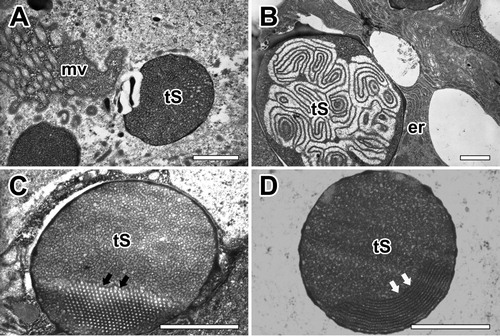 Figure 6. Electron micrographs of secretory granules in the major ampullate gland. (A) Type-S granules (tS) are characterized as spherical vesicles with electron-dense internal material delimited by a typical membrane. (B) Mature granules show electron-dense fine granular core and an outer crystalloid substructure. (C,D) Some granules which have a honeycomb-like (black arrows) or periodic crystalloids lamellae (white arrows) structures are believed to represent the crystalline part of the granules. er: rough endoplasmic reticulum, mv: microvilli. All scale bar indicates 0.1 µm.
