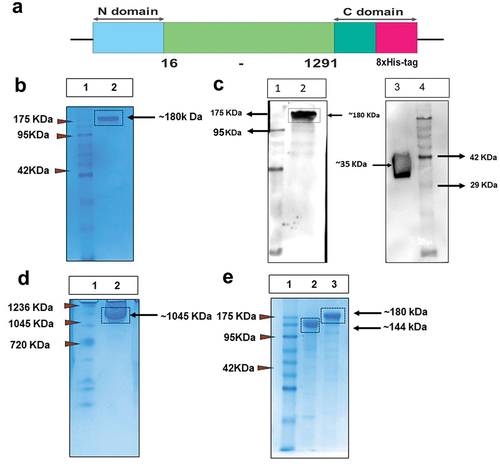 Figure 1. Expi293F based mammalian expression system produced soluble trimeric prefusion MERS-CoV Spike. (a) schematic representation of color-coded expression cassette used in mammalian (pcDNA3.1 (1)) expression vector; blue box represents signal peptide sequence at N-terminal domain for mammalian expression; light-green box represents human-codon-optimized gene encoding M-CoV-S sequences from 16–1291 amino acids taken from England 1 strain; and at C-terminal domain dark-green box represents T4 fibritin trimerization domain and pink box for 8×His-tag. (b)12% reducing SDS-PAGE of purified M-CoV-S (Lane1: Marker, Lane 2: M-CoV-S). (c) Western blot image of inhouse M-CoV-S and commercial MERS-RBD (#10621-CV, R&D systems) probed with anti-M-CoV-S mouse polyclonal serum (Lane 1, 4: Marker, Lane 2: In-house M-CoV-S, Lane 3: recombinant MERS-RBD). (d) Blue native-PAGE image of purified M-CoV-S protein. Lane 1: native Marker, Lane 2: native M-CoV-S. (e) Purified M-CoV-S protein was subjected to de-glycosylation by using PNGase F enzyme (Lane 1: Marker, Lane 2: PNGase treated M-CoV-S, Lane 3: untreated M-CoV-S).