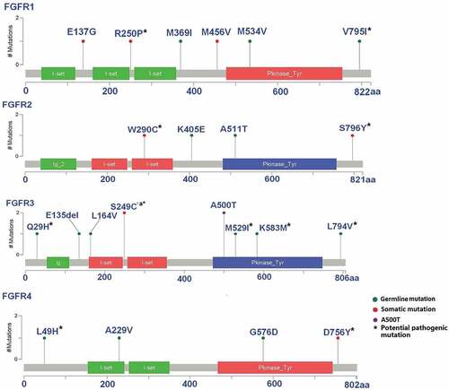 Figure 1. Alignment of altered amino acids encoded by the mutations observed in FGFRs.