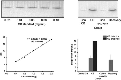 Figure 2 Quantitation of Carbon black (CB) extracted from lung tissue by SDS-PAGE and optical images. On the top of graphs, a representative gel was loaded with known CB standards in lanes 1–5 and lung lysates in lanes 6–8. On the bottom of left graph, there was the plot of CB standard content determined from corrected mean pixel intensities of the CB-containing bands as a function of CB concentration. On the right of bottom graph, there was the lung burden of CB in each lung of rat according to the equation Y=3.2995X+2.2026. Data were shown as the mean ± SD (standard deviation). n=8.