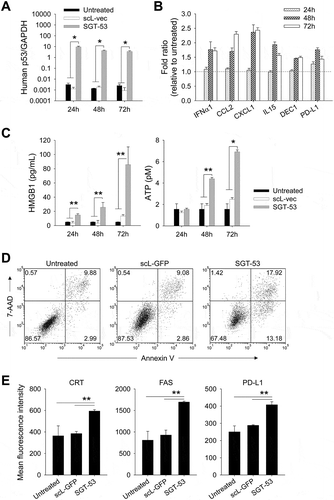 Figure 1. SGT-53 increases immunogenicity and induces ICD. (A) 4T1 cells were treated with either SGT-53 or scL-vec nanocomplex. Expression of human p53 was assessed by quantitative RT-PCR. The fold-change relative to mouse GAPDH mRNA is shown on a log scale (n = 6). (B) Expression of mouse genes associated with immune responses was assessed by RT-PCR in the cells treated with SGT-53 (n = 6). (C) Release of HMGB1 and ATP was assessed in the culture media (n = 6). (D) Induction of apoptosis was assessed via Annexin V/7-AAD staining at 48 h after transfection. Numbers in the quadrants indicate the percentage of cells in that quadrant. (E) Expression of cell surface components of immunogenicity was assayed at 48 h after transfection via FACS (n = 4). Data are shown as mean ± SEM. *p < 0.001, **p < 0.05, 1-way ANOVA with Bonferroni t-test.