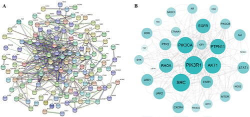 Figure 3. The potential targets of AOB for the treatment of AS. (A) The PPI network was constructed by the STRING database. (B) Drawing the PPI core network with Cytoscape 3.8.2 for visual display.