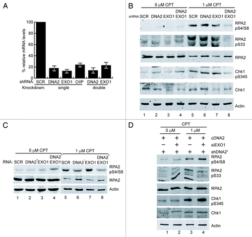 Figure 1. DNA2 and EXO1 are required for resection at CPT-induced damage. (A) Targeting of DNA2 and/or EXO1 with shDNA2 and EXO1 siRNA resulted in at least 80% reduction of the respective mRNA levels. (B) After exposure to CPT (1 μM, 1 h), phosphorylation of RPA2 S4/S8, S33 and CHK1 S345 is reduced in DNA2/EXO1-depleted U2OS cells. (C) A second shRNA targeting DNA2 (pRESQ shDNA2’) used together with EXO1 siRNA for double depletion, recapitulated results shown in (B). (D) Retrovirally expressed RNAi-resistant DNA2 restored RPA phosphorylation in cells depleted using shDNA2’ and EXO1 siRNA. Chk1 is also shown in addition to RPA (Figure presents an image with intervening lanes removed for clarity.). Experiments were performed at least twice and representative results are shown. See Experimental Procedures for details.