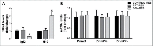 Figure 3. Effect of paternal PPT and DPN treatments on gene expression in resorbed embryos. (A) Expression of imprinted genes Igf2 and H19. (B) Expression of Dnmt1, Dnmt3a and Dnmt3b. ‘Control Res’ indicates resorbed embryos sired by control males; ‘PPT Res’ indicates resorbed embryos sired by PPT-treated males; ‘DPN Res’ indicates resorbed embryos sired by DPN-treated males. All the results are expressed as means ± SEM. * indicates P < 0.05. n = 8.