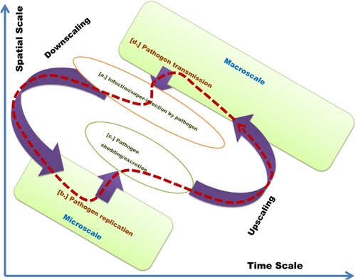 Figure 2. A conceptual diagram of a multiscale cycle of an infectious disease system based on the replication–transmission relativity theory [Citation3] in the curved and discretized four-dimensional space–time which combines the three dimensions of space and one dimension of time into a single four-dimensional manifold. The multiscale cycle is established through a positive feedback mechanism involving four disease processes across the microscale and the macroscale: (a) infection or super-infection by pathogen process – which involves the movement of the pathogen from the macroscale to the microscale, (b) pathogen replication or reproduction process at the microscale, (c) pathogen shedding or excretion – which involves movement of pathogen from microscale to macroscale, and (d) pathogen transmission at the macroscale.