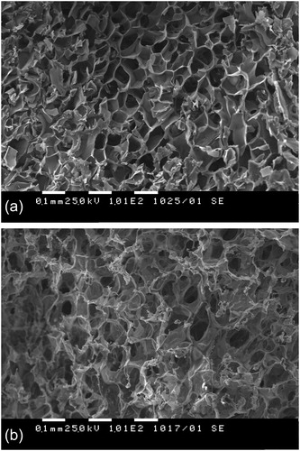 Figure 2. SEM micrographs of polyacrylamide cryogels obtained from polymeric precursor (A) and monomer (B).