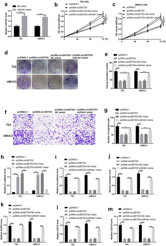 Figure 5. Upregulated miR-641 mitigates circSETD3 effects in bladder cancer cells