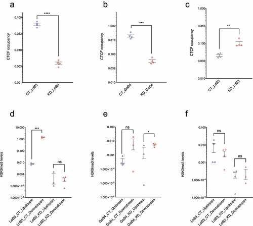 Figure 2. LoB5 shows the expected loss of CTCF occupancy and H3K9me3 asymmetry upon CGGBP1 depletion. A-C: LoB5, GoB4 and LoB3 sites were cloned in the pGL3-control vector. The cloned plasmid was transfected in HEK293T cells with normal and depleted levels of CGGBP1 separately. Total CTCF occupancy at CTCF binding sites (Endogenous and episomal) was compared between CT and KD for LoB5, GoB4 and LOB3. The Ct value for CTCF enrichment was normalized with input and CTCF enrichment is plotted in arbitrary units. Statistical significance was determined by using the unpaired t-test (p-value = 0.05). CTCF binding is strongly reduced at the LoB5 site in KD (a). Depletion of CGGBP1 leads to decreased occupancy of CTCF at the GoB4 site (b) and increased occupancy at the LoB3 site (c). D-F: H3K9me3 levels in the immediate flanks of the endogenous CTCF binding sites were compared between CT and KD. The Ct value for H3K9me3 enrichment was normalized with input and H3K9me3 enrichment is represented in arbitrary units (Y-axis). Statistical significance was determined by using the unpaired t-test (p-value = 0.05). H3K9me3 levels show significant asymmetry in the immediate flanks of the endogenous LoB5 CTCF binding site in CT (p-value < 0.05). The decrease in H3K9me3 levels in the downstream region causes loss of H3K9me3 asymmetry in KD (d). A non-significant asymmetry in H3K9me3 levels is observed in the immediate downstream flanks of the GoB4 CTCF binding site in CT. However, H3K9me3 levels show mild but significant asymmetry in KD (e). The immediate flanks of the LoB3 sites maintained similar levels of H3K9me3 in CT and KD (f)