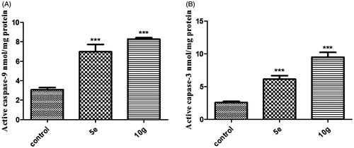 Figure 4. Effect of compounds 5e and 10g on the protein levels of A) active caspase-9; B) active caspase-3 in MDA-MB-231 cells treated with the compounds at their IC50 concentrations against control (1% DMSO). Data are mean ± SD (n = 3). The experiment was done in triplicates. ***Significantly different from control at p < 0.001.