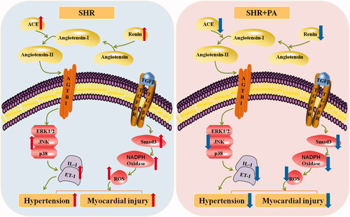 Figure 13. Mechanism of phenylacetamide on myocardial injury in SHR. The picture on the blue background indicates the pathological manifestation of the SHR, and the red arrow indicates the pathological trend of each indicator. The picture on the pink background indicates changes after phenylacetamide treatment, and the dark blue arrow indicates the trend of improvement in each indicator.