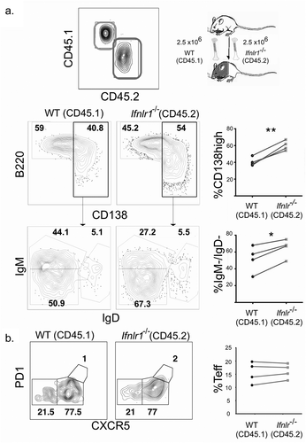 Figure 2. Absence of interferon lambda leads to increased antibody titers and increased plasmablast numbers.