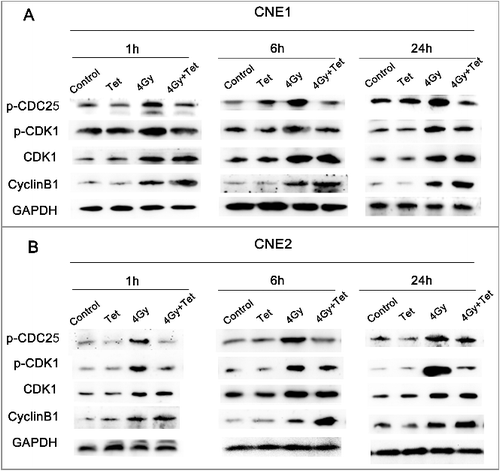 Figure 6. Tetrandrine treatment with irradiation regulated cell cycle-related proteins. (A) The expression of key protein in CNE1 cells. (B) The expression of key protein in CNE2 cells. Cells receiving 4 Gy irradiation pretreatment were exposed to 1.5 μmol/L (CNE1) or 1.8 μmol/L (CNE2) tetrandrine for 1 h, 6 h, and 24 h before collection for western blot analysis.