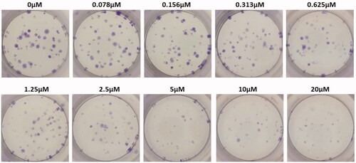 Figure 20. Folic acid treatment group.