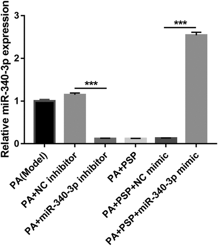 Figure 4. miR-340-3p expression is inhibited after transfection with miR-340-3p inhibitor, whereas it is promoted after transfection with miR-340-3p mimic
