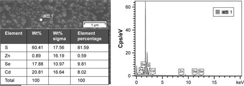 Figure S1 Typical SEM and EDX spectrum of quantum dots nanobeads.Abbreviations: EDX, energy-dispersive X-ray; SEM, scanning electron microscopy.