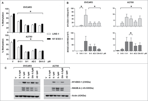 Figure 1. SGI-110 treatment induces DNA hypomethylation and expression of NY-ESO-1 and MAGE-A3/6 in EOC cell lines in vitro. OVCAR3 and A2780 cells were treated with SGI-110, DAC and AZA for 6 days as described in the Materials and Methods. (A) LINE-1 and NY-ESO-1 promoter methylation were determined by bisulfite pyrosequencing. (B) NY-ESO-1 and MAGE-A3/6 mRNA were quantified by RT-qPCR. (C) NY-ESO-1 and MAGE-A protein expression were determined by western blotting. All experiments were repeated at least 3 times. *P < 0.05 vs. vehicle. S-SGI-110, V-Vehicle, DA-Decitabine, AZ-Azacitidine.