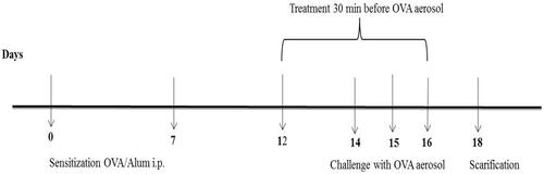 Figure 1. Experimental model for bronchial asthma induction and treatment scheme.