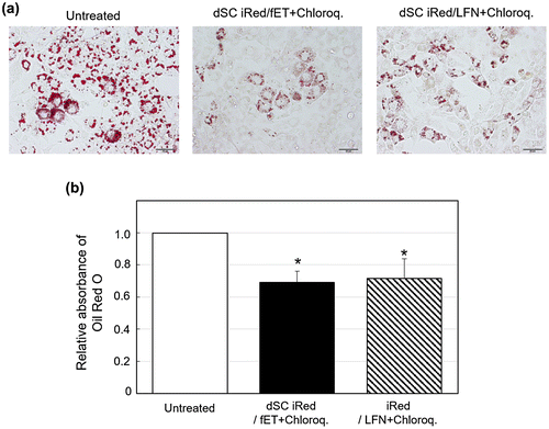 Figure 6. Effect on lipid accumulation in 3T3-L1 adipocytes following fET-mediated transfection of dSC iRed against resistin in the presence of chloroquine.