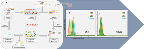 Figure 1 Monitoring the enrichment of Cell-SELEX progression. (A) Scheme of systematic enrichment of aptamers against CRPC cells; (B) Binding of enriched pools to C4-2 cells (positive cells) and (C) LNCaP cells (negative cells) from the 4th, 8th, 11th and 14th rounds was monitored by flow cytometry. The Lib represents a random DNA sequence as negative control.