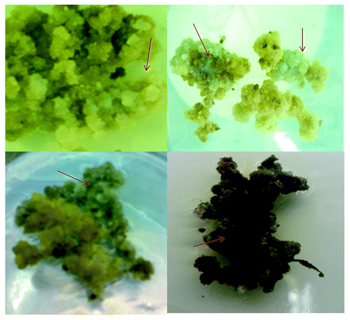 Figure 6. Light and dark blue gerbera callus generated after the transformation with the f3'5'h gene.