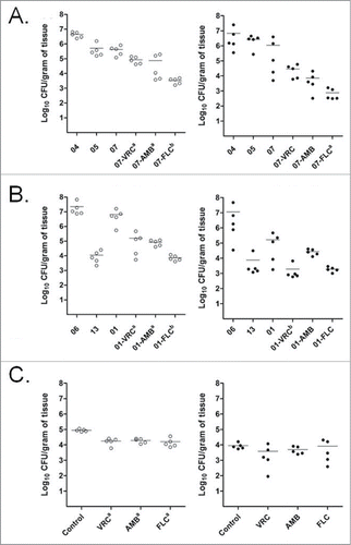 Figure 8. Effects of the antifungal treatments on tissue burden of T. asahii (A), T. asteroides (B) or T. inkin (C) in kidneys (○) and spleen () of mice. AMB, amphotericin B deoxycholate at 1.5 mg/kg/day. FLC, fluconazole at 80 mg/kg/day. VRC, voriconazole at 60 mg/kg/day. a, P < 0.05 versus control. b, P < 0.05 vs. control and versus one of the other treatments [i.e., FLC vs. VRC (A), FLC versus AMB and VRC vs. AMB (B)].