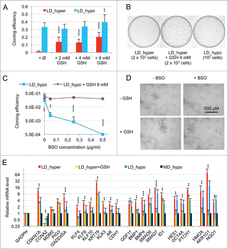 Figure 3. Modulation of dormancy by glutathione (GSH). (A) Glutathione supplementation reverse the effect of hypertonicity on the cloning efficiency of LNCaP* cells. Statistical significance of the effects of glutathione addition is indicated. (B) Pictures of representative cloning efficiency assays for the indicated cell culture conditions. (C) LNCaP* cell cloning inhibition by Buthionine Sulfoximine (BSO) under hypotonic conditions and its reversal by glutathione supplementation. Cloning efficiency of LNCaP* cells cultured in hypotonic conditions (LD_hypo) in the presence of BSO and/or Glutathione as indicated were determined. Data are averaged from 2 independent cell experiments and are presented as mean ± s.d., with statistical significance indicated for the effects of glutathione supplementation. (D) Pictures of cells after 13 d of culture under LD_hypo conditions in the presence of none, GSH 8mM, BSO 0.25 mM and BSO plus GSH. (E) Glutathione supplementation reverses the gene expression signature of dormancy. Relative mRNA levels were calculated as in Fig. 1A as the ratio of mRNA levels species measured in LNCaP* cell populations cultured under LD_hyper conditions in the presence of 4 mM glutathione and in MD_hypo conditions. Data are averaged from 3 cell culture experiments. Relative mRNA levels under LD_hyper and LD_hypo conditions are those of Figure 1. Statistical significance of the differences between dormant and glutathione-treated cells is indicated as in Figure 1.