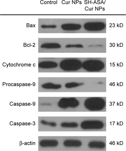 Figure 11 SH-ASA/Cur-codelivery mPEG-PLGA nanoparticles demonstrated a stronger effect when activating the mitochondrial-based apoptosis signaling pathway than did the single-drug formulation, suggesting that this might be a possible explanation for the synergistic anticancer effects.Abbreviations: Cur, curcumin; NPs, nanoparticles; SH-ASA, SH-aspirin; mPEG-PLGA, methoxy poly(ethylene glycol)-poly (lactide-coglycolide).