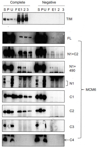Figure 3 Binding of TIM with MCM6 fragments.
