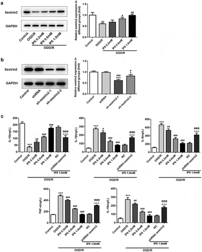 Figure 2. IP6 regulates sestrin2 expression in OGD/R injured PC-12 cells. (a) Expression of sestrin2 after treated with IP6 in different concentrations was estimated by western blot analysis. (b) Transfection efficacy of shRNA-sestrin2 in PC-12 cells. (c) Production of inflammatory factors in PC-12 cells with or without treatment. IP6, Phytic acid.