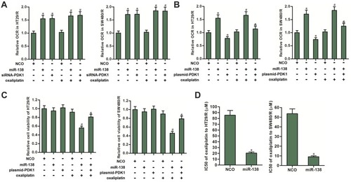 Figure 6 MiR-138 increased the OCR and decreased the oxaliplatin resistance of HT29/R and SW480/R through suppression of PDK1. (A) MiR-138 and siRNA-PDK1 significantly increased the OCR of HT29/R and SW480/R cells. (B) Transfection with plasmid-PDK1 inhibited the effect of miR-138 on increasing the OCR in oxaliplatin-treated (10 μM) HT29/R and SW480/R cells. (C) Transfection with plasmid-PDK1 decreased the sensitization of miR-138 on oxaliplatin-induced (10 μM) cytotoxicity against HT29/R and SW480/R cells. (D) Transfection with plasmid-PDK1 decreased the IC50 of oxaliplatin to HT29/R and SW480/R cells.Notes: Data were expressed as mean±SD. *P<0.05 vs NCO group, #P<0.05 vs oxaliplatin+NCO group, &P<0.05 vs oxaliplatin+miR-138 group.Abbreviations: OCR, glycolysis and oxygen consumption rate; IC50, half-maximal inhibitory concentration; siRNA, small interfering RNA; PDK1, pyruvate dehydrogenase kinase 1; NCO, negative control oligonucleotides.