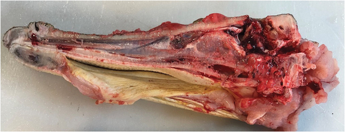Figure 6. (a) Sagittal section of a crocodilian head and brain showing gross tissue damage.