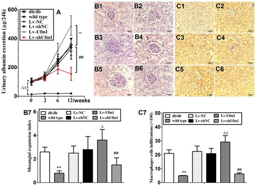 Figure 9 Effects of Ufm1 on spontaneous renal damage in db/db mice. (A). Urinary protein excretion; the data are presented as the mean±SD, n=6, ΔΔP<0.01 compared to the wild-type group; **P<0.01 compared to the Lv-Ufm1 group; ##P<0.01 compared to the Lv-shUfm1 group; (B) Representative renal pathological pictures of the wild-type (B1), db/db (B2), Lv-NC (B3), Lv-shNC(B4), Lv-Ufm1 (B5) and Lv-shUfm1 groups (B6); (B7) shows the pathological scores of each group; (C) Representative renal immunohistochemical pictures of the wild-type (C1), db/db (C2), Lv-NC (C3), Lv-shNC (C4), Lv-Ufm1 (C5) and Lv-shUfm1 groups (C6); (C7) shows the numbers of positive macrophages. The data are presented as the mean±SD, n=6. **P<0.01 compared to the wild-type group, ΔP<0.05, ΔP<0.01 compared to the Lv-NC group; ##P<0.01 compared to the Lv-shNC group.