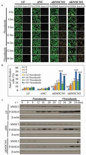 Figure 6. Knockdown of hNOC3 leads to severe apoptosis before S-phase completion HeLa cells were transfected with siRNAs as indicated and synchronized at G1-phase by mimosine. Cells were released and harvested at different time points as indicated. To prevent exit from mitosis, nocodazole was added to a population of the cells at 12 hrs post-release. (a) Results of the Annexin-V apoptosis assay after hNOC3 knockdown. Annexin-Cy3 stains apoptotic cells with disrupted cell membrane, and 6-CFDA stains live cells including early apoptotic cells (early apoptotic cells are positive for both signals). (b) Quantification of the early apoptotic cells in the Annexin-V apoptosis assay in (a). At least 200 cells per sample were examined. (*: p < 0.05; **: p < 0.01; ***: p < 0.001, compared to respective time point of the siNC group) (c) Immunoblotting was done to determine if the cells entered M-phase indicated by the phospho-Histone H3 (serine 10) signal.