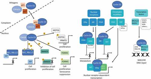 Figure 3. Nuclear functions of cyclin D1. Cyclin D1 activity associated with CDK4/6 is the canonical function of this protein in the control of the cell cycle and cell proliferation. Once activated, cyclin D1/CDK4/6 complexes phosphorylate RB1 (and RBL1/2), leading to their inactivation and the release of E2F family members. The transcriptional program controlled by E2F includes a battery of genes required for G1-to-S phase transition [Citation45]. In addition to its role in cell cycle regulation independent of kinase activity, cyclin D1 acts in complexes with CDK4/6, to sequester the CKIs p21CIP1 and p27KIP1, thereby indirectly controlling the activity of cyclin E/CDK2 complexes acting during the transition G1-to-S. Cyclin D1/CDK4/6 complexes phosphorylate SMAD3 and downregulate the transcription of genes involved in growth inhibition from TGF-β family [Citation68]. Cyclin D1/CDK4 complexes phosphorylate the MEP50 cofactor for PRMT5, an arginine methyltransferase controlling methylation and transcriptional repression. In a mouse model of B-cell lymphomagenesis, Aggarwal and coworkers showed that nuclear cyclin D1 triggered an increase in MEP50/PRMT5 activity, decreasing the activity of CUL4, the E3 ligase of CDT1, the replication licensing protein. Moreover, PRMT5 appears to be necessary for cyclin D1-mediated transformation [Citation119]. However, unlike the targeting of RB1, SMAD3 and FOXM1, this seems to be important during the S phase. We did not comment on this point in the text, but we recommend another recent review including this aspect [Citation78]. Forkhead box M1 (FOXM1) is a critical target of cyclin D1/CDK4/6. Once stabilized by phosphorylation, FOXM1 maintains G1/S phase expression, and protects cancer cells from senescence [Citation69]. FOXM1 appears to be an oncogenic driver for solid tumors [Citation120]. Independently of CDK4/6, cyclin D1 upregulates (ERα) or downregulates (AR, PPARs) nuclear receptor-mediated transcription by binding directly to the receptors and their co-activators (SRC1, AIB1). This regulation may occur directly or through the recruitment of chromatin modifiers of the histone deacetylase or acetyltransferase families (HDAC, HAT) and SuV39H, HP1α. Finally, cyclin D1 binds to proteins of the DNA repair machinery (BRCA1/2, RAD51) and participates to both NHEJ and HR mechanisms of DNA repair