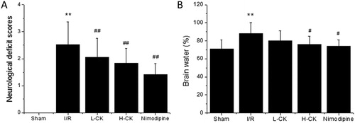 Figure 1. Effects of ginsenoside CK on the neurobehavioural score and brain water content in rats. Note. Values are means ± SD (n = 6). Compared with the Sham group, **P < 0.01; compared with the I/R group, # P < 0.05, ##P < 0.01.