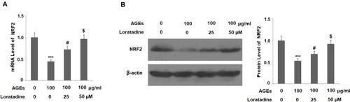 Figure 7 Treatment with the H1R antagonist loratadine restored AGE-induced reduced nuclear factor erythroid 2-related factor 2 (NRF2) expression in human SW1353 chondrocytes. Cells were stimulated with AGEs (100 μg/mL) in the presence or absence of loratadine (25, 50 µM) for 24 h. (A) mRNA of NRF2; (B) Protein of NRF2 (***P<0.0001 vs vehicle group; #P<0.01 vs AGEs group; $P<0.01 vs AGEs+25 µM loratadine).