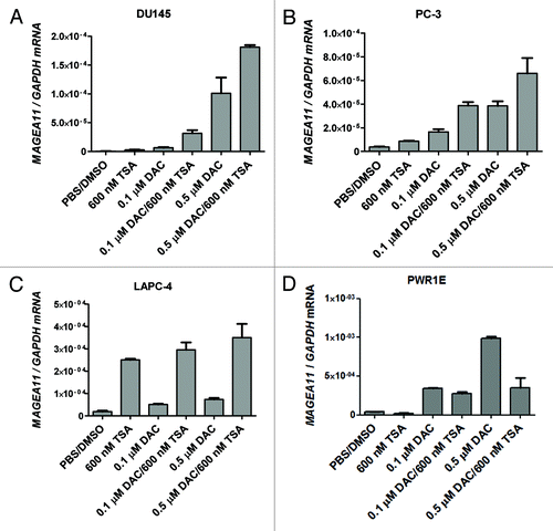 Figure 5. Epigenetic modulatory drugs induce MAGEA11 expression. MAGEA11 expression was measured by RT-qPCR following treatment of benign prostate or prostate cancer cell lines with vehicle (PBS/DMSO), Trichostatin A (TSA), and/or decitabine (DAC), as described in Materials and Methods. (A) DU145 cells. (B) PC-3 cells. (C) LAPC-4 cells. (D) PWR-1E cells. We noted that the MAGEA11/GAPDH copy number in control LAPC-4 cells appeared substantially lower than observed in other experiments, likely due to repression by DMSO. This effect was also observed in Figure 7C.