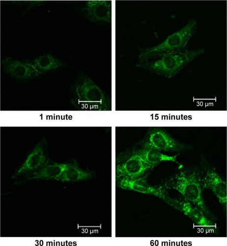 Figure 3 Confocal microscopic images of 4T1 cells after incubation with C6-PMs for 1, 15, 30, and 60 minutes, respectively (scale bar =30 μm), magnification ×400.Abbreviation: C6-PMs, coumarin-6–loaded polymeric micelles.