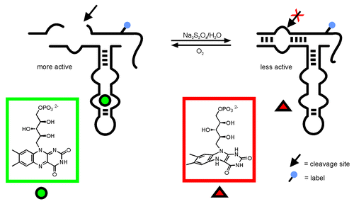 Figure 1. Allosteric regulation of a hairpin ribozyme derived aptazyme by FMN:Citation9 FMN binding to the aptamer leads to increased activity. Reduction changes the molecular shape of FMN such that binding is inhibited. As a result, ribozyme activity is clearly decreased.