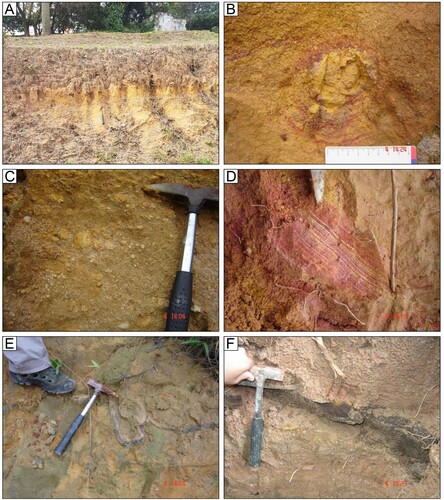 Figure 2. The main features of the São Paulo Formation in the area: A – well-sorted, fine-grained sand and clay with intense yellow colour signature; B – clasts of mottled clay; C – pebbly sand with clasts of mottled clay; D – small-scale cross stratifications; E – clastic dykes composed of medium-grained sand; F – limonitic cement within the São Paulo Formation in the area of the geological institute of the university.